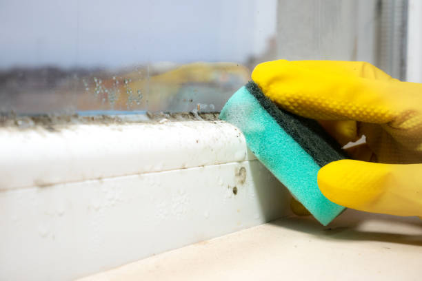 Best Commercial Mold Remediation in State Center, IA
