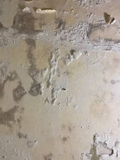 Reliable State Center, IA Mold Remediation Solutions