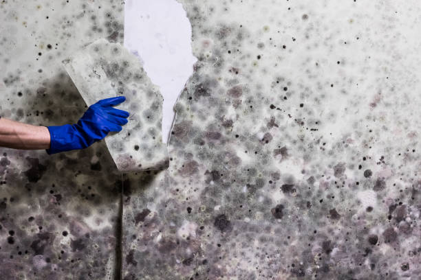 Best White Mold Remediation in State Center, IA